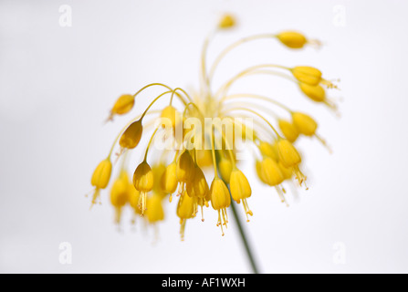Oignon jaune - Allium flavum flowerhead Banque D'Images