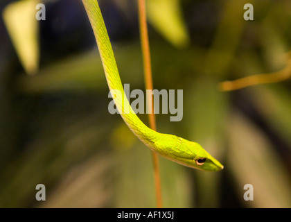 Snake Whip Oriental Banque D'Images