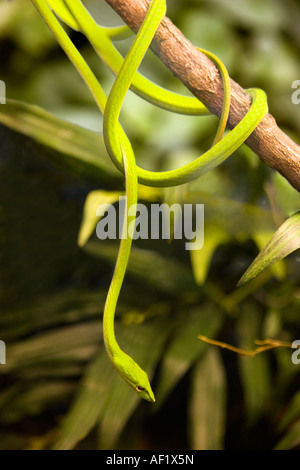 Snake Whip Oriental Banque D'Images