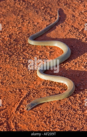 Un roi serpent brun ( Pseudechis australis ) dans l'outback australien Banque D'Images
