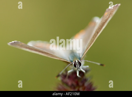 Femelle Meleageria bellargus Banque D'Images