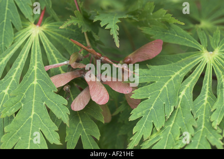 Maple acer japonica aconitifolium gros plan montrant les feuilles au début de l'été et les touches colorées Norfolk UK peut Banque D'Images