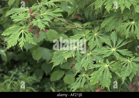 Maple acer japonica aconitifolium gros plan montrant les feuilles au début de l'été et les touches colorées Norfolk UK peut Banque D'Images