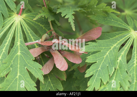 Maple acer japonica aconitifolium gros plan montrant les feuilles au début de l'été et les touches colorées Norfolk UK peut Banque D'Images