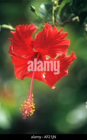 Fleur d'Hibiscus rouge. Banque D'Images