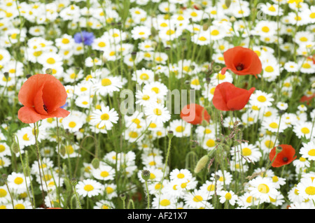 Wildlfowers oxeye coquelicots et marguerites sur champ arable pointe Norfolk UK Juin Banque D'Images