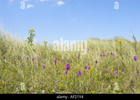 Orchidées Anacamptis pyramidalis pyramidale qui poussent sur les dunes côtières Norfolk UK Juin Banque D'Images