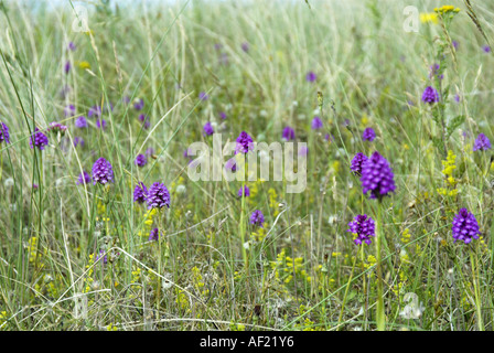 Orchidées Anacamptis pyramidalis pyramidale qui poussent sur les dunes côtières Norfolk UK Juin Banque D'Images