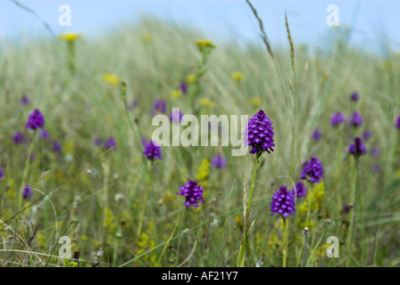 Orchidées Anacamptis pyramidalis pyramidale qui poussent sur les dunes côtières Norfolk UK Juin Banque D'Images