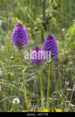 Orchidées Anacamptis pyramidalis pyramidale qui poussent sur les dunes côtières Norfolk UK Juin Banque D'Images