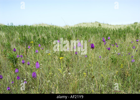 Orchidées Anacamptis pyramidalis pyramidale qui poussent sur les dunes côtières Norfolk UK Juin Banque D'Images