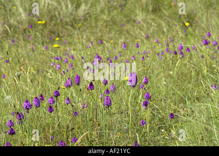 Orchidées Anacamptis pyramidalis pyramidale qui poussent sur les dunes côtières Norfolk UK Juin Banque D'Images