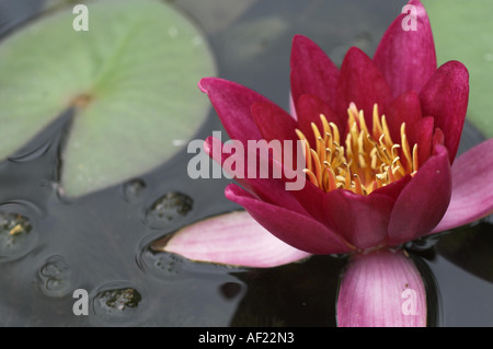 Close up étude de l'eau lily nymphaea cultivar Norfolk UK Juin attraction Banque D'Images