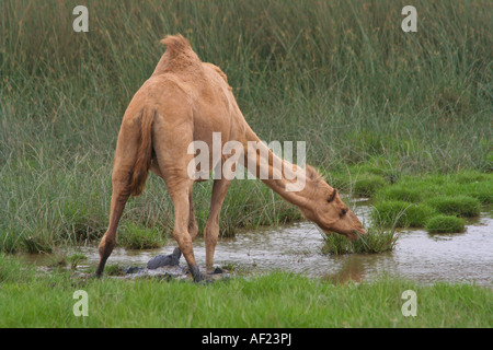 Camel dans l'eau l'alimentation pendant la campagne Kharif ou Mousson d'Oman Le sud d'Oman Banque D'Images