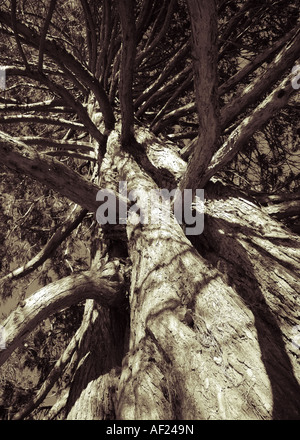 Un vieil arbre près du lac Wakatipu, Queenstown, Nouvelle-Zélande Banque D'Images