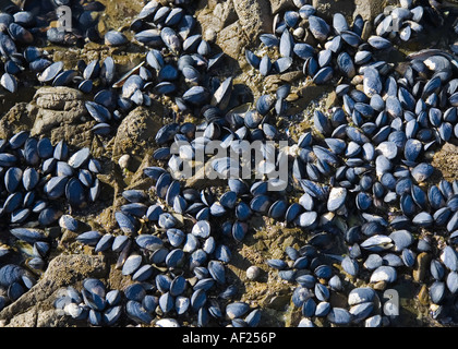 Des groupes de moules attachées à roches sur une journée ensoleillée, Nouvelle-Zélande Banque D'Images