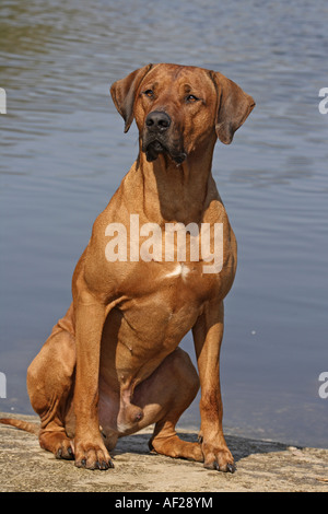 Le Rhodesian Ridgeback (Canis lupus f. familiaris), assis au bord du lac Banque D'Images