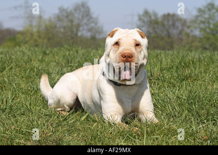 Shar Pei, Chinois Shar-Pei (Canis lupus f. familiaris), couchée dans un pré Banque D'Images
