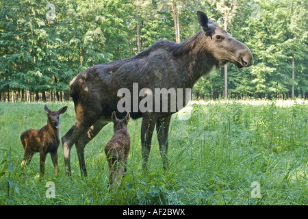 Le wapiti, l'orignal (Alces alces alces), mère bête avec des veaux Banque D'Images