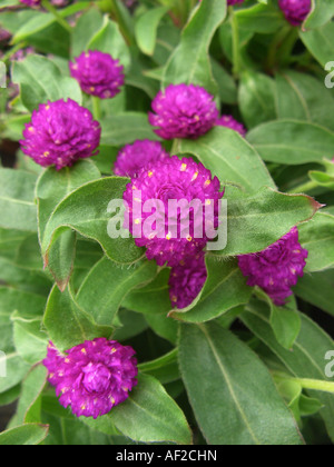 Globe amarante (Gomphrena globosa), blooming Banque D'Images