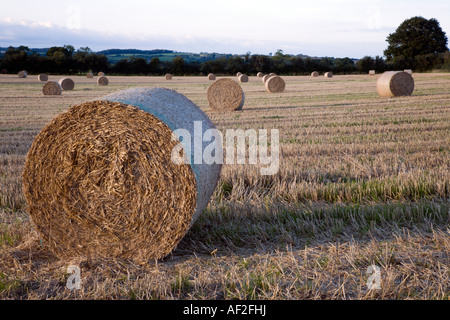 Bottes de paille dans le sud du Somerset campagne près de Muchelney Banque D'Images