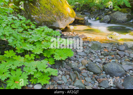 Nickel Creek Mount Rainier National Park Washington Banque D'Images