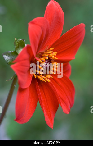 Dahlia 'évêque de Llandaff' Banque D'Images