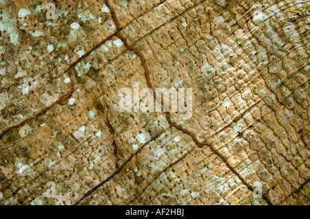 Les termites pistes sur écorce Pará au Brésil Banque D'Images