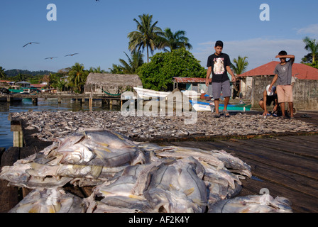 Le séchage du poisson sur le quai, Livingston, Guatemala Banque D'Images