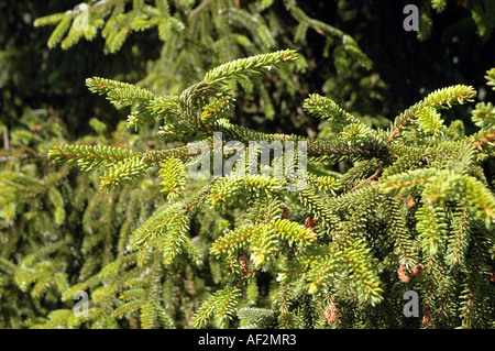 Epicéa Picea orientalis oriental aussi appelé sapin du Caucase Banque D'Images