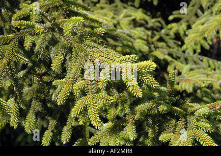 Epicéa Picea orientalis oriental aussi appelé sapin du Caucase Banque D'Images