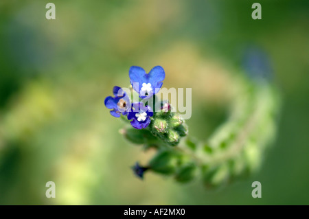 L'Echium vulgare Vipérine commune Viper Banque D'Images