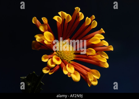 Un seul chrysanthème flowerhead Pennine 'Alfie' Banque D'Images