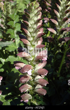 L'Acanthus spinosus culottes d'Ours, aussi appelée plante de l'Huître Banque D'Images