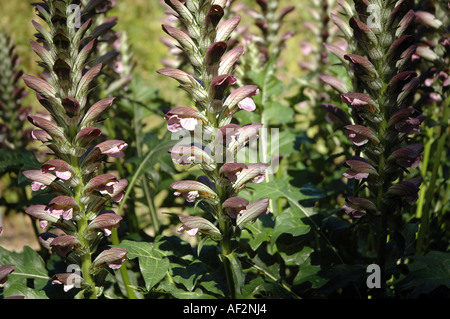 L'Acanthus spinosus culottes d'Ours, aussi appelée plante de l'Huître Banque D'Images