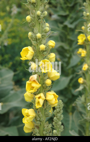 Molène Verbascum phlomoides laineux aussi appelé Amplexicaule-leaf Mullein Banque D'Images