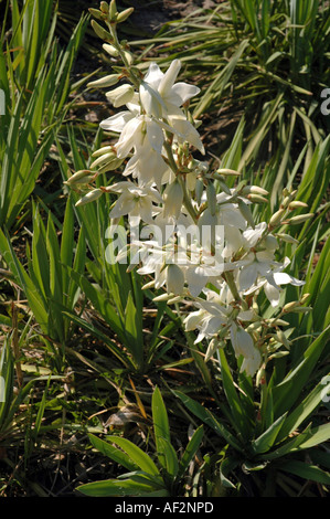 Adam's needle Yucca filamentosa flower aussi appelée l'herbe de l'ours ou la faiblesse des feuilles du yucca Banque D'Images