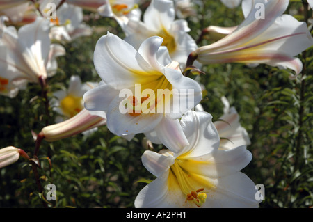 Regal lily Lilium regale aussi appelée fleur de lys Royal Banque D'Images