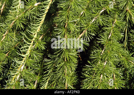 Larix decidua mélèze d'Europe pleureur arbre repens Banque D'Images