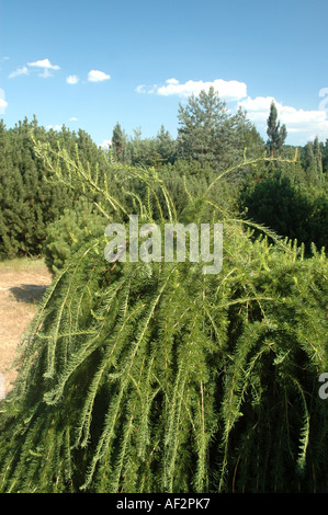 Larix decidua mélèze d'Europe pleureur arbre repens Banque D'Images