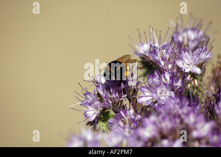 Lacy phacelia Phacelia tanacetifolia également appelé Purple Tanaisie ou Fiddleneck Banque D'Images