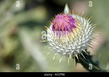 Coton-Scotch thistle Onopordum acanthium aussi appelée chardon d'argent Banque D'Images