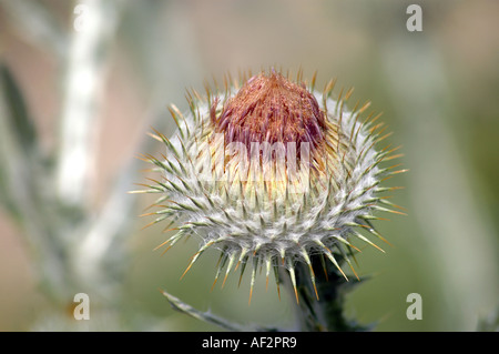 Coton-Scotch thistle Onopordum acanthium aussi appelée chardon d'argent Banque D'Images