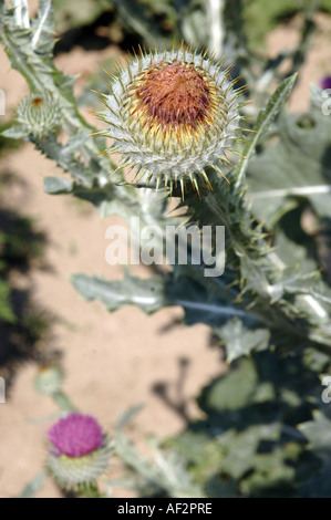 Coton-Scotch thistle Onopordum acanthium aussi appelée chardon d'argent Banque D'Images