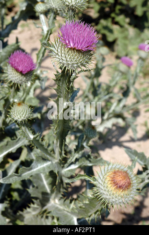 Coton-Scotch thistle Onopordum acanthium aussi appelée chardon d'argent Banque D'Images