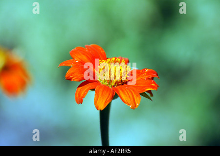 Tournesol mexicain Tithonia rotundifolia Banque D'Images