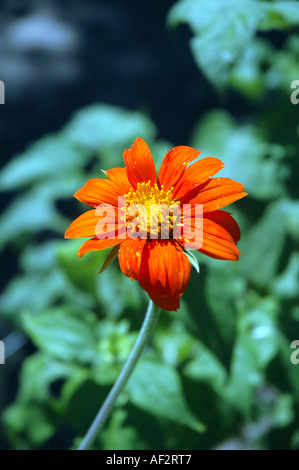 Tournesol mexicain Tithonia rotundifolia Banque D'Images