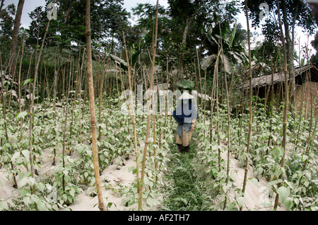 Les cendres volcaniques couvre des centaines de villages et de terres agricoles après l'éruption du volcan Merapi, à Java, en Indonésie. Banque D'Images