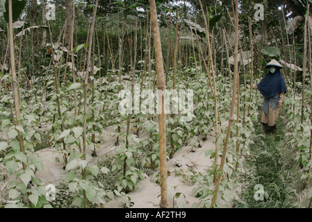 Les cendres volcaniques couvre des centaines de villages et de terres agricoles après l'éruption du volcan Merapi, à Java, en Indonésie. Banque D'Images