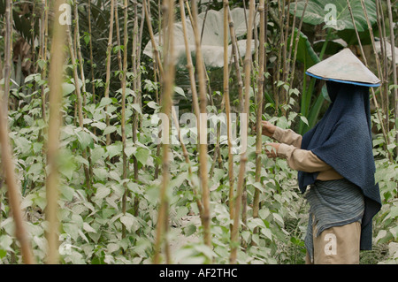 Les cendres volcaniques couvre des centaines de villages et de terres agricoles après l'éruption du volcan Merapi, à Java, en Indonésie. Banque D'Images